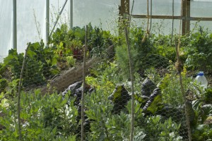 The Polytunnel in April