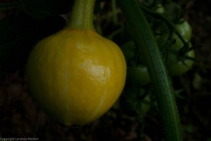 Sunshine Squash